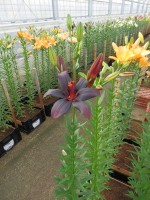 [5128 Black Charm VZ No02.JPG]